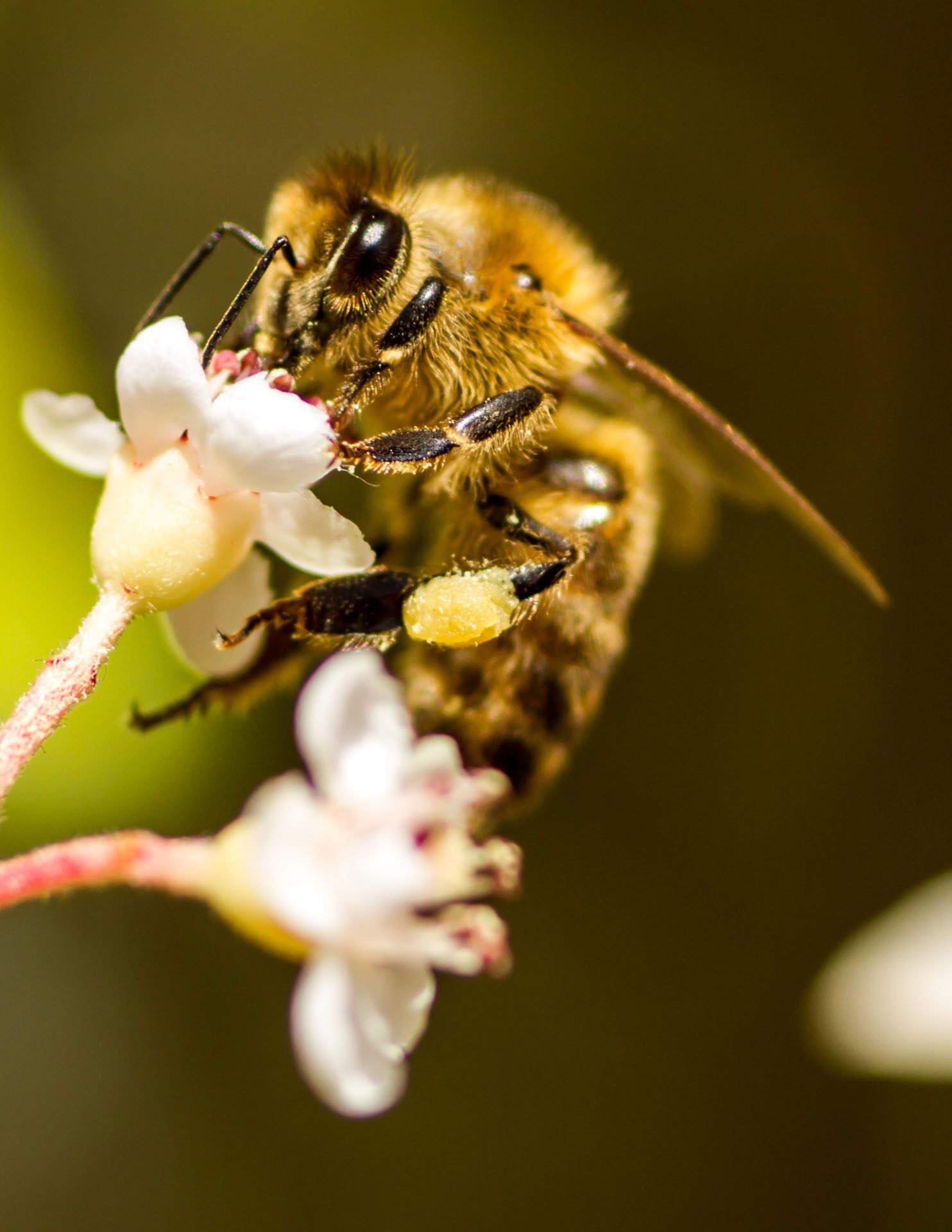 Abeja