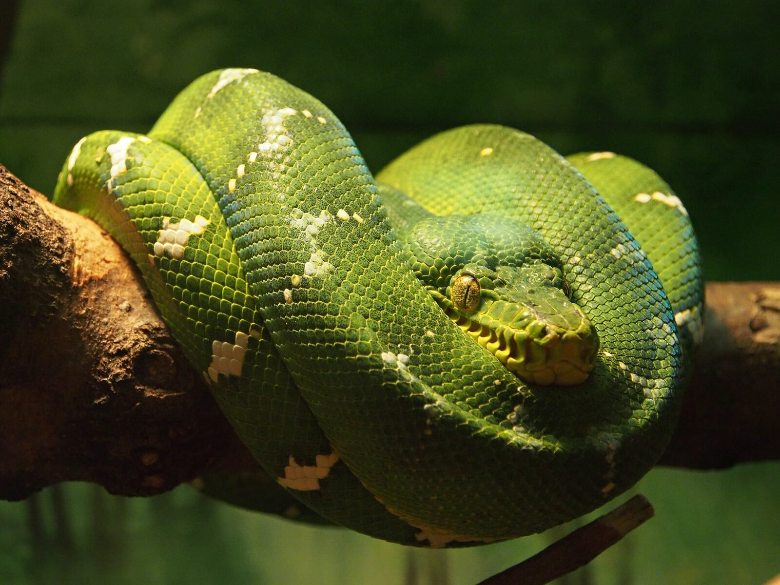 Serpiente