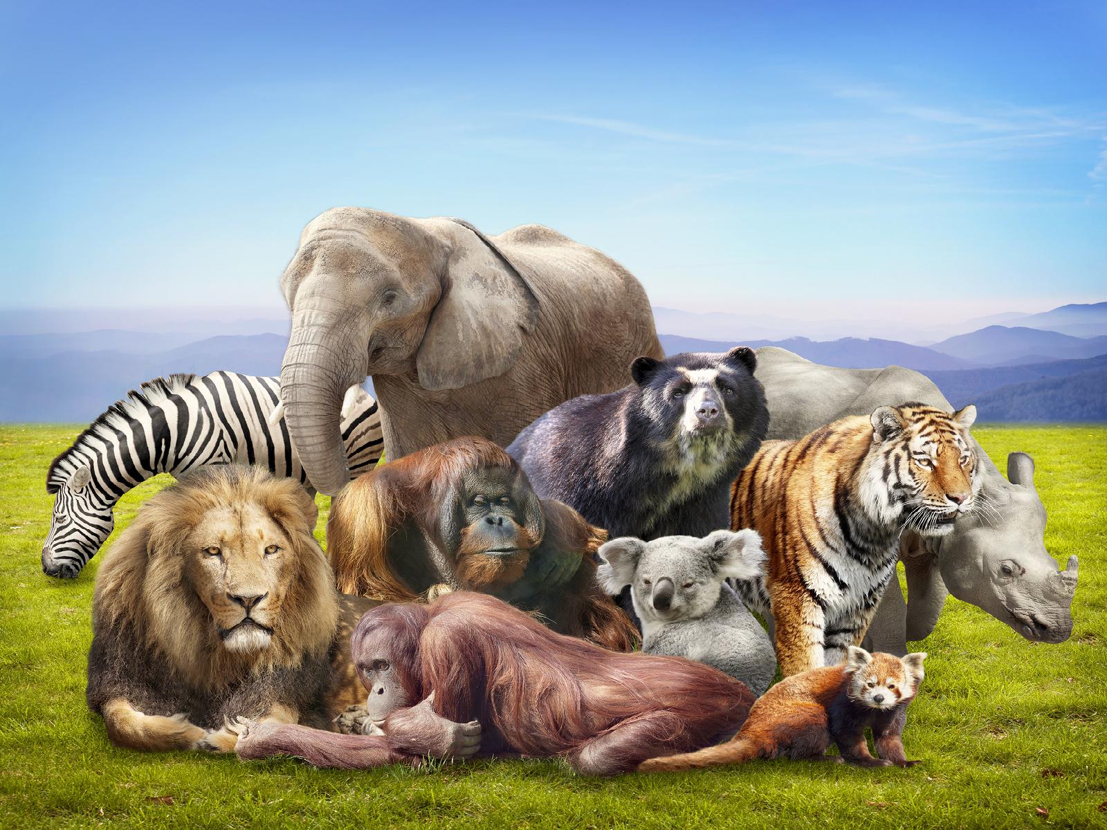 Animales