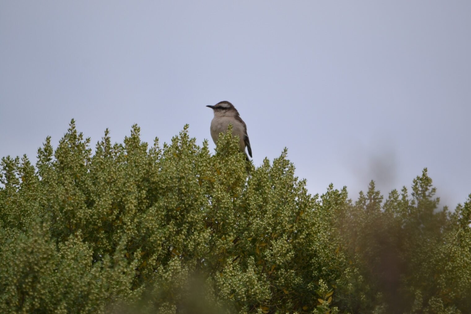 Calandria