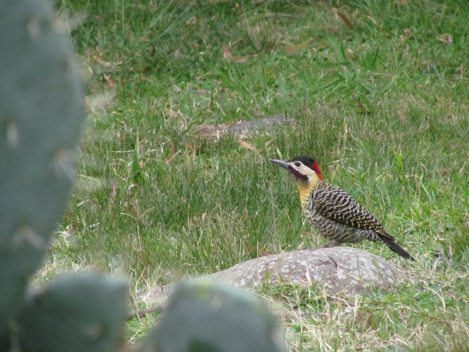 Carpintero Comun
