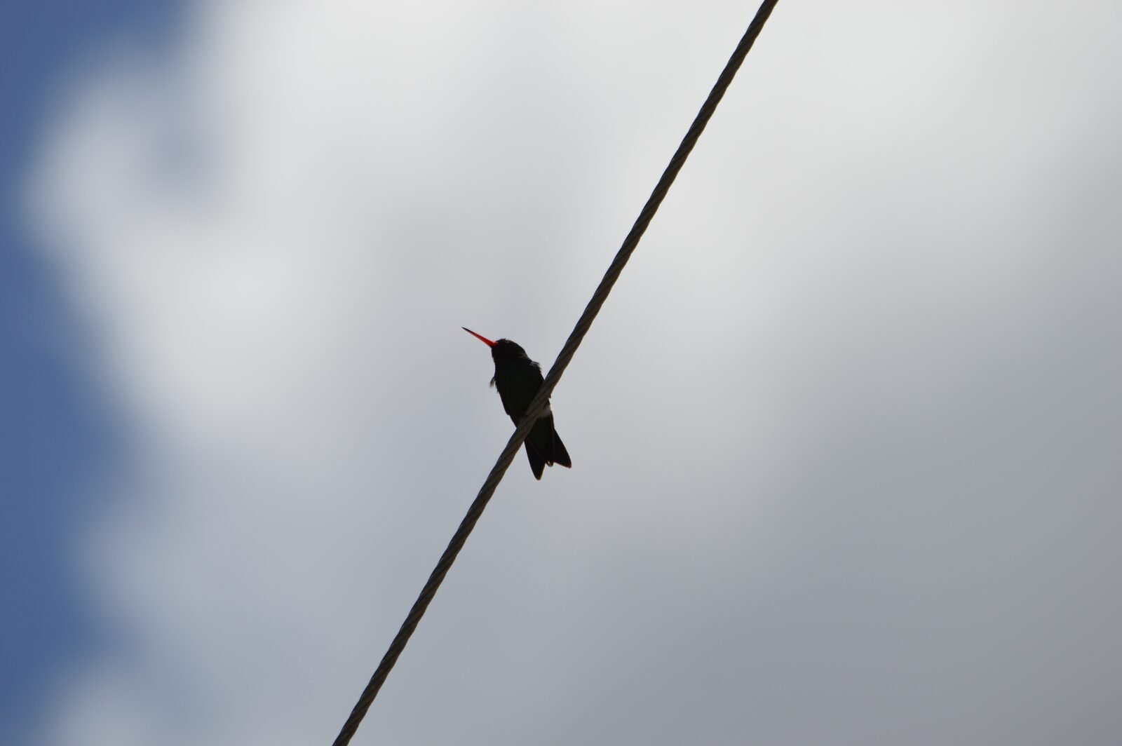Colibri